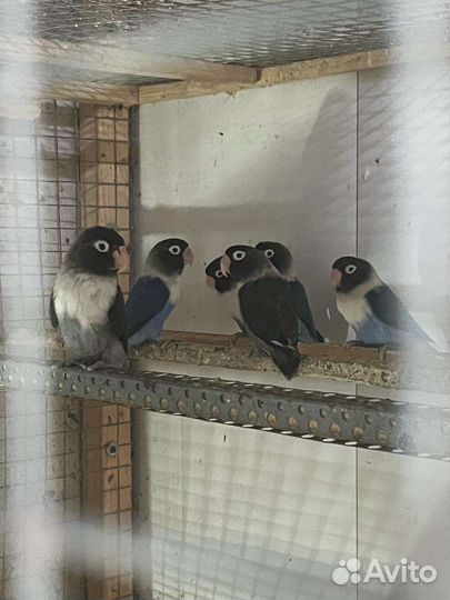 Попугай Неразлучники