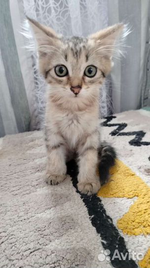 Котенок в добрые руки