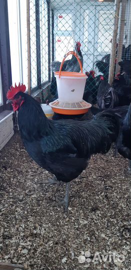 Инкубационное яйцо. Цыплята Джерсийского гиганта