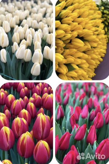 Тюльпаны
