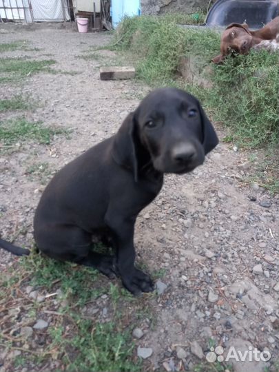 Щенки курцхаара