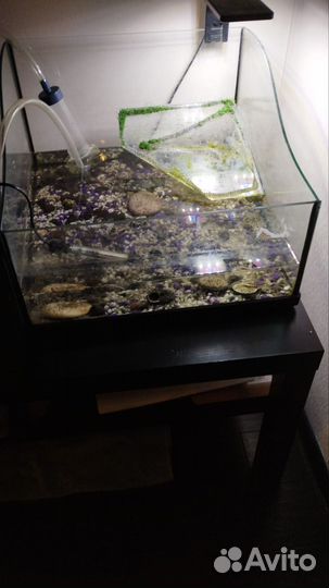 Аквариуим для черепах