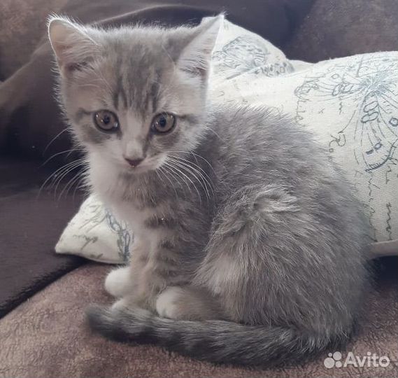 Отдам котят в хорошие руки