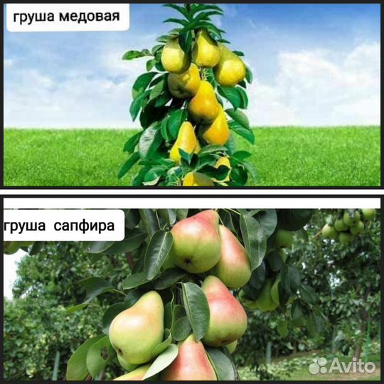 Саженцы груши