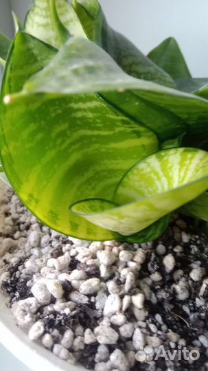 Сансевиерия сортовая (1)