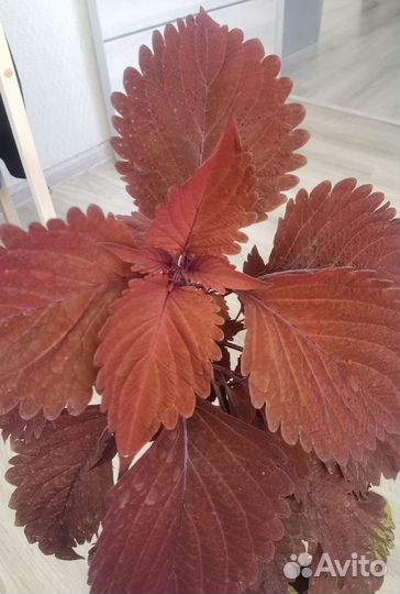 Колеусы вегетативные