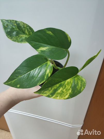 Сциндапсус эпипремнум