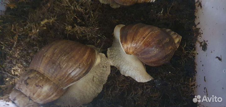 Улитки ахатины