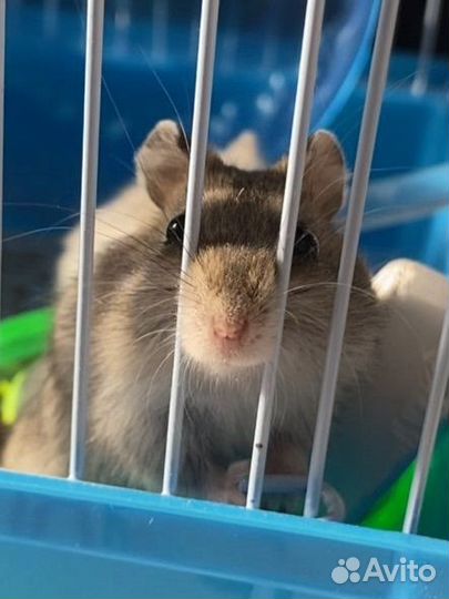 Джунгарские хомяки с клеткой