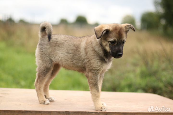 Ищем дом для щенков