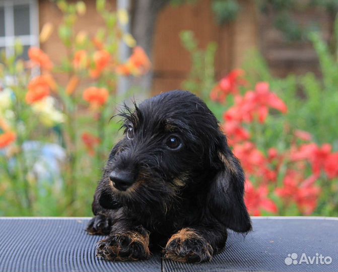 Такса кроличья