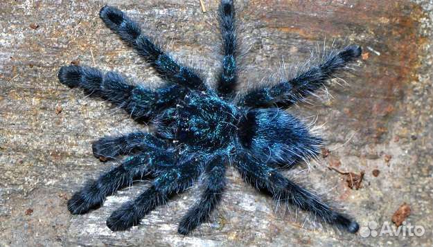 Паук-птицеед Caribena (Avicularia versicolor)
