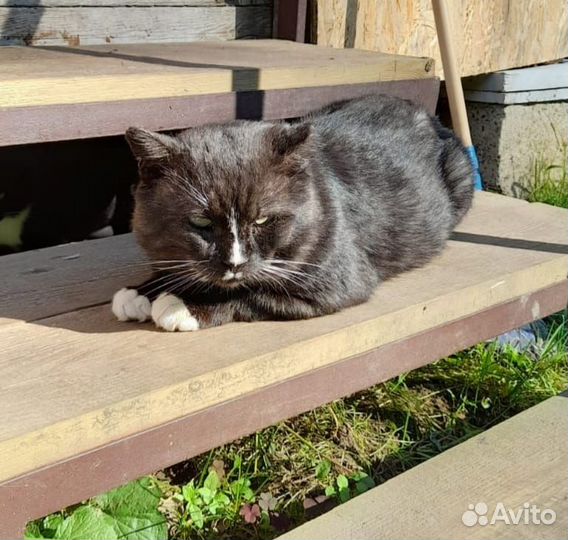 Котика Мурзика оставят в СНТ