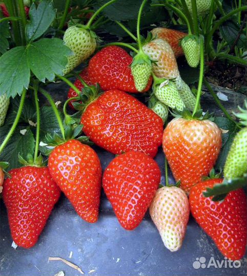 Рассада клубники альба