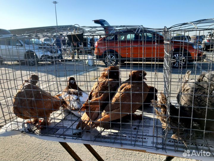 Продажа голубей