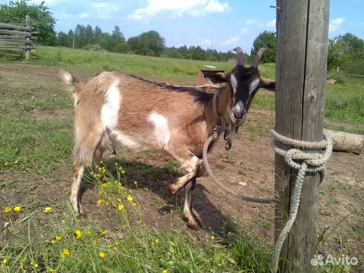 Козы дойные