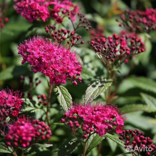 Садовые растения