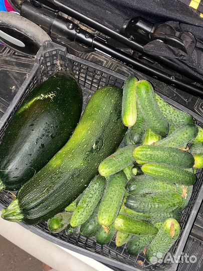 Огурцы свежие