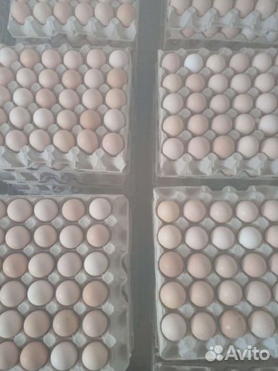 Инкубационное яйцо куриное, опт