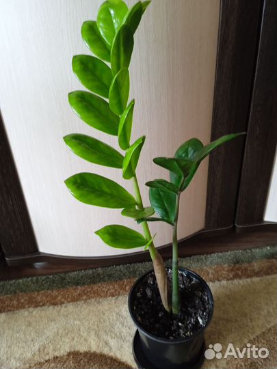 Замиокулькас