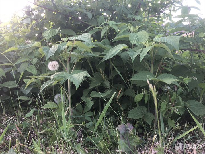 Свежая малина