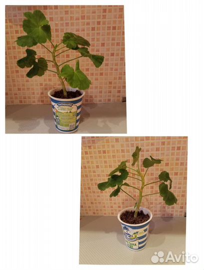 Пеларгония герань