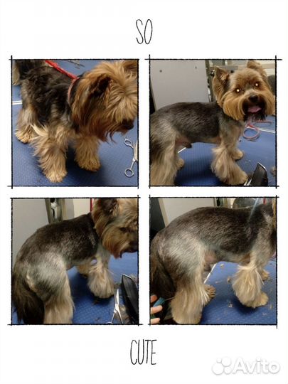 Грумер стрижка собак