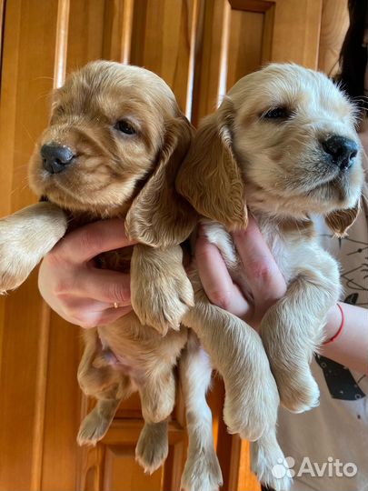 Продажа собак щенков
