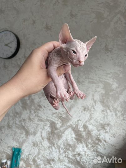 Донской сфинкс девочка