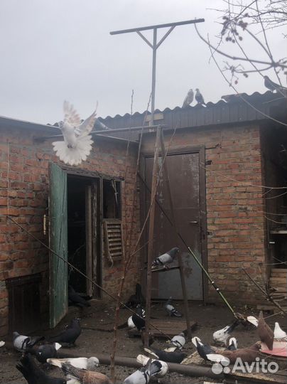 Голуби,Николаевские, бабочки