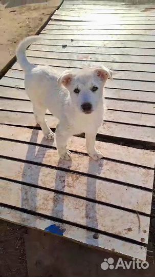 Щенок в добрые руки