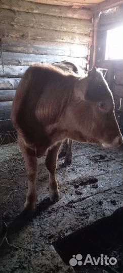 Телята бычки