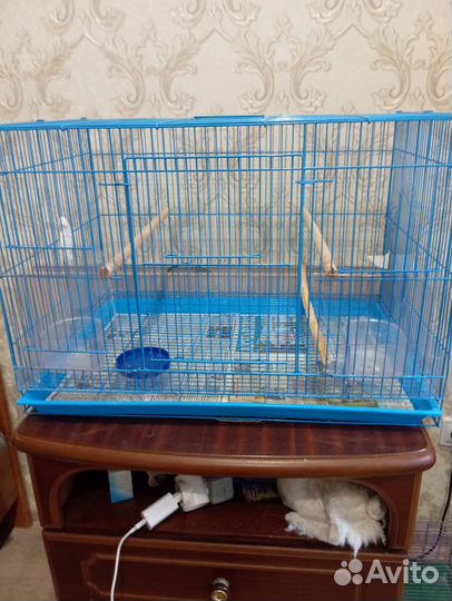 Кенара канарейки