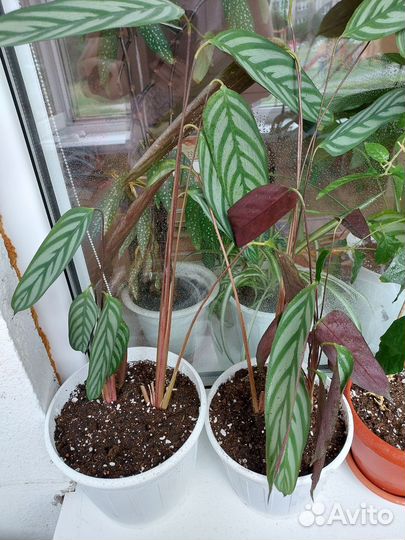 Комнатные,бегония, колерия, педилантус, эписция