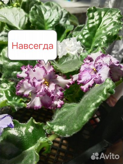 Фиалка в горшках 