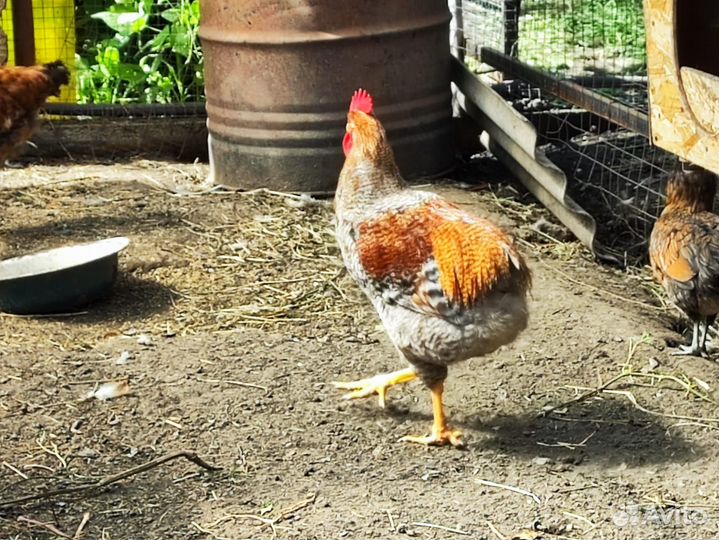 Молодые петушки,6 есяцев