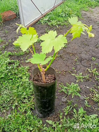 Саженцы и черенки винограда 2023-2024г