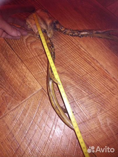 Рога косули