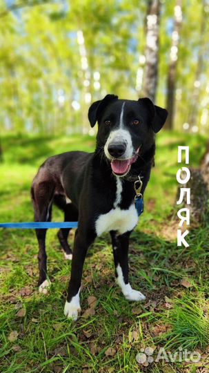 Собака в добрые руки