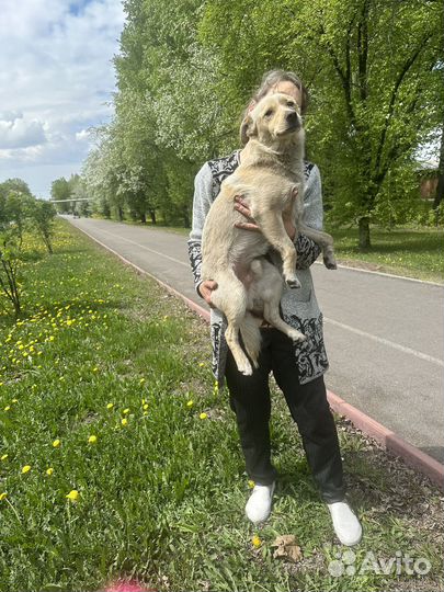 Песик в хорошие руки