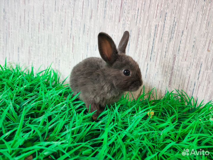 Супер мини карликовый кролик - очень редкий