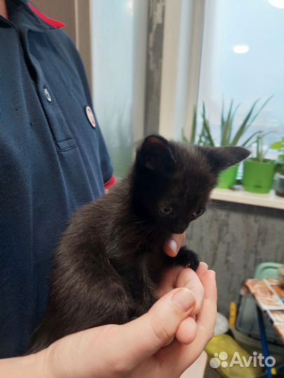 Черненький Котенок