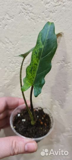 Алоказия Лаутербахиана вар