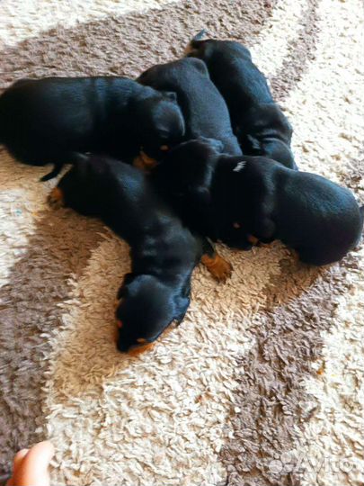 Маленькая собака