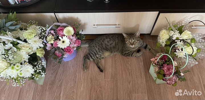 Отдам кота в добрые руки