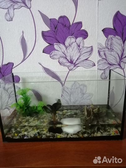 Черепаха с аквариумом