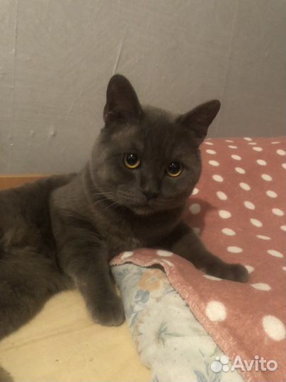 Британский кот в добрые руки