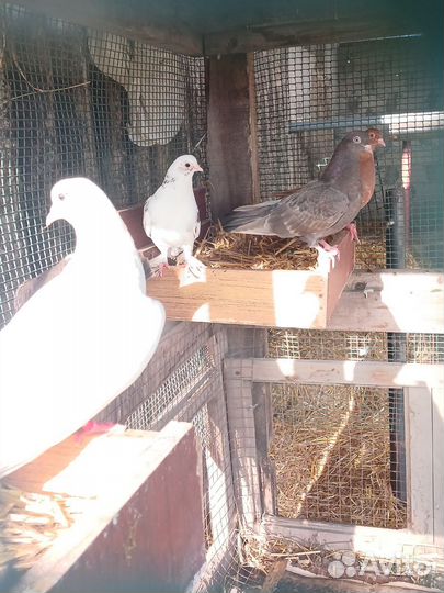 Продажа голубь пародесты