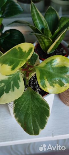 Комнатные цветы