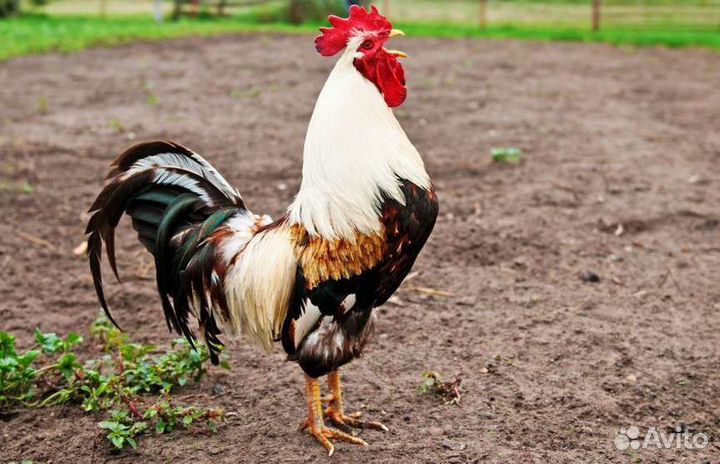 Петухи